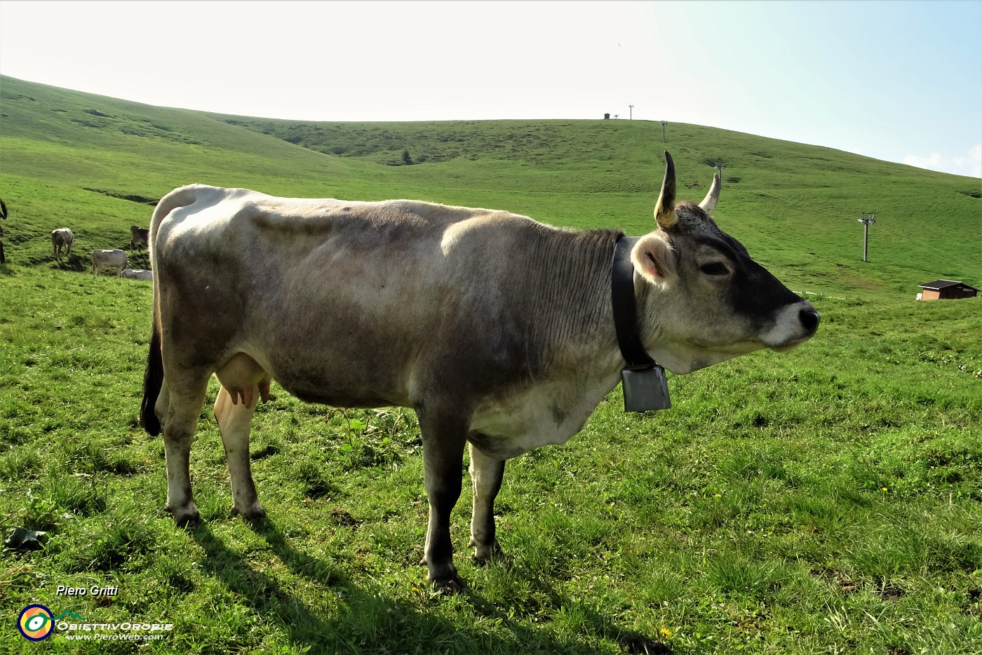 08 Mucca al pascolo mattutino.JPG